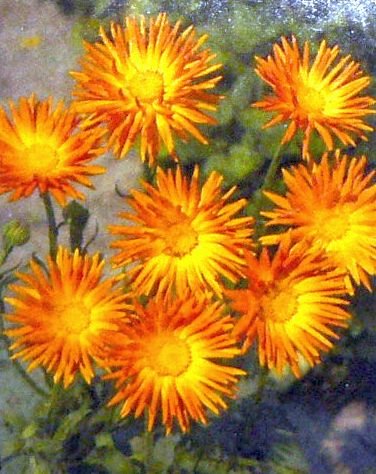HEIRLOOM Quilled Petals Calendula 'RADIO' Annual SEEDS