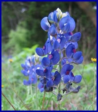 EASY Dwarf Lupins 'Texas Bluebonnet' SEEDS Annual