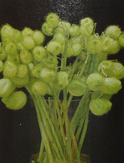 USED IN MODERN FLORAL DESIGN Gomphocarpus ANNUAL Seeds