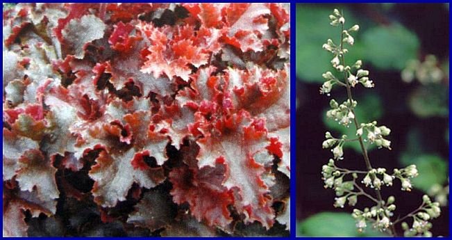 NEW VARIETY! Heuchera 'Melting Fire' SEED Perennial