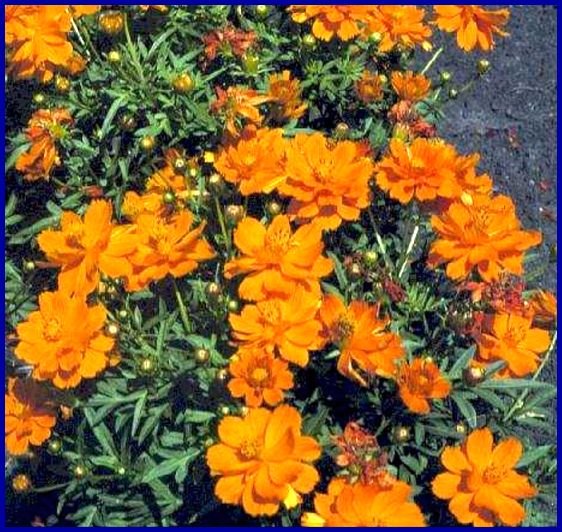 DWARF for BORDER Cosmo 'Cosmic Orange' SEED Annual
