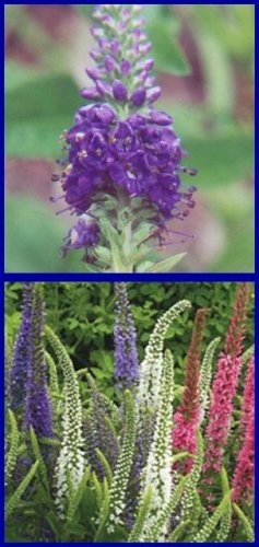 GREAT SPIKES Veronica 'Sightseeing Mix' PERENNIAL Seeds