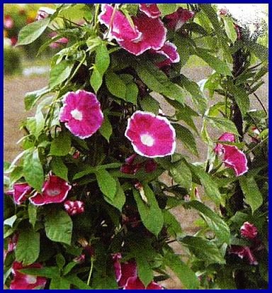 RARE Morning Glory RED PICOTEE VINE Seeds ANNUAL