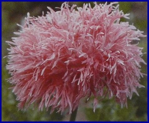 VENUS Papaver Poppy Feathery Blooms ANNUAL Seeds