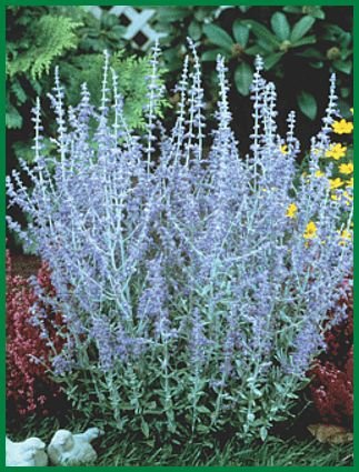 DROUGHT TOLERANT Perovskia 'Taiga' PERENNIALSeed