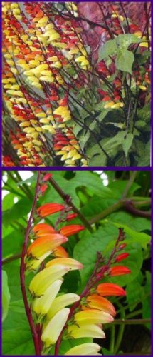 Hummingbird Magnet! SPANISH FLAG Mina Lobata VINE Seeds