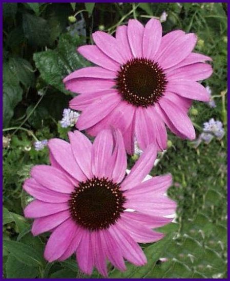 Lavender-Pink RUDBECKIA 'Bright Star' SEEDS Perennial