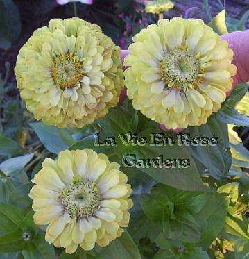 Some Shade Tolerant GREEN ZINNIA Double Envy Annual