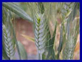 LONG & WHISPY Annual Ornamental Wheat BLACK TIP SEEDS