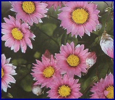 PAPERY FLOWERS 'Timeless Rose' ANNUAL Seeds Helipterum
