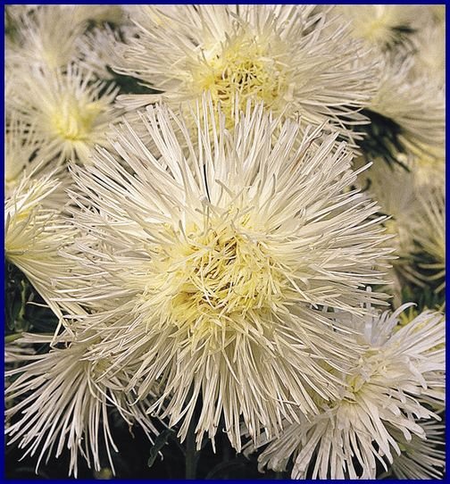 BUSHY ANNUAL Aster CREAMY COLORED 'Giant Ray' SEEDS