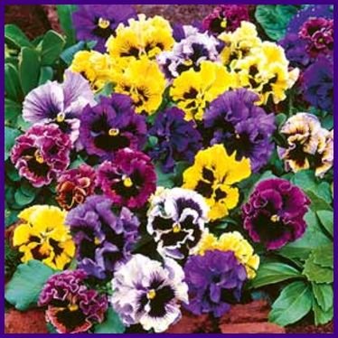 FRIZZLE SIZZLE Pansy 3inch BLOOMS! Annual Seeds