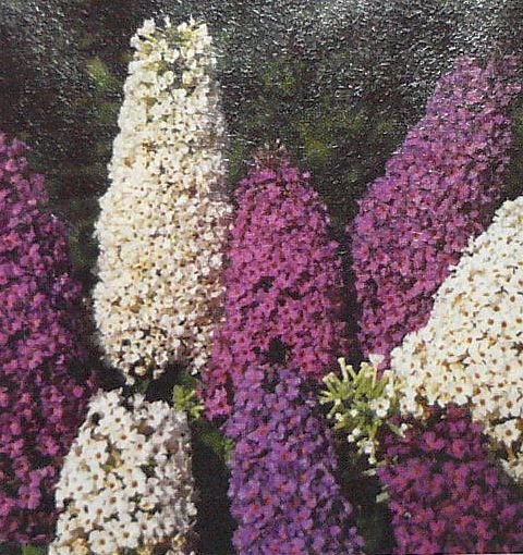 DROUGHT TOLERANT Perovskia 'Taiga' PERENNIALSeed