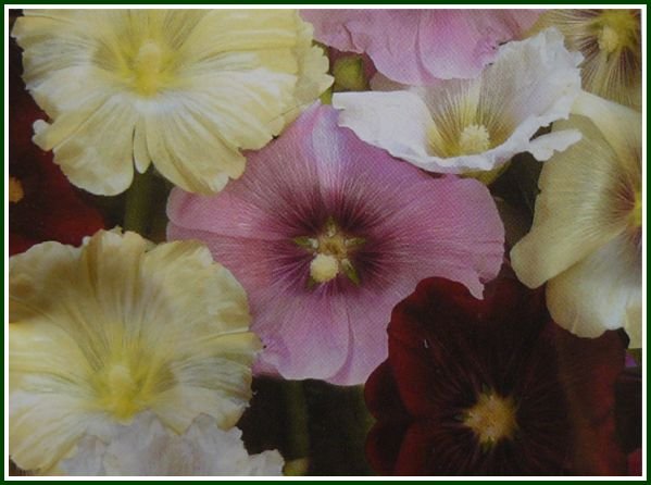 KING HENRY THE EIGHTH Hollyhock Biennial SEEDS