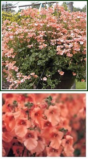 MOST BEAUTIFUL TRAILING Annual Diascia 'Apricot Queen'