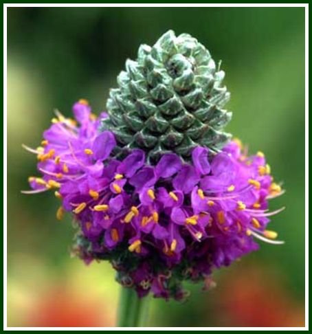 DALEA PURPUREA Purple Prairie Clover PERENNIAL seeds