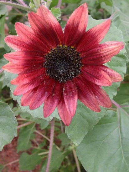 LATEST INTRO Sunflower CHERRY ROSE Seeds ANNUAL