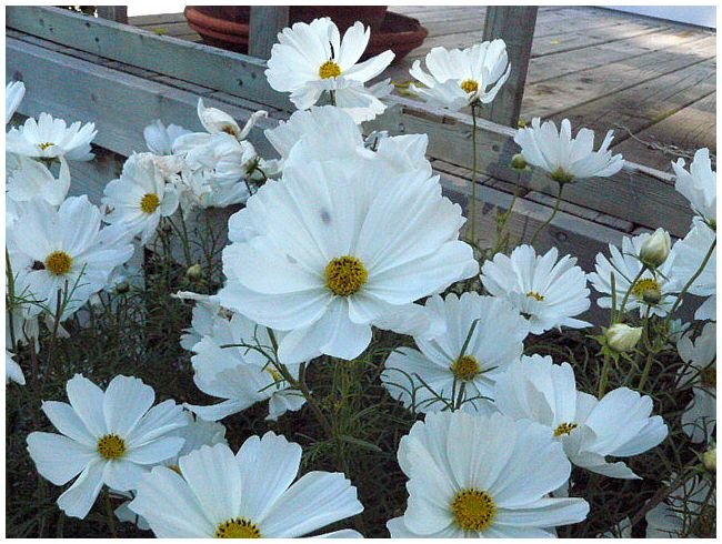 SNOW WHITE BLOOMS Cosmos Sensation 'Alba' ANNUAL seeds