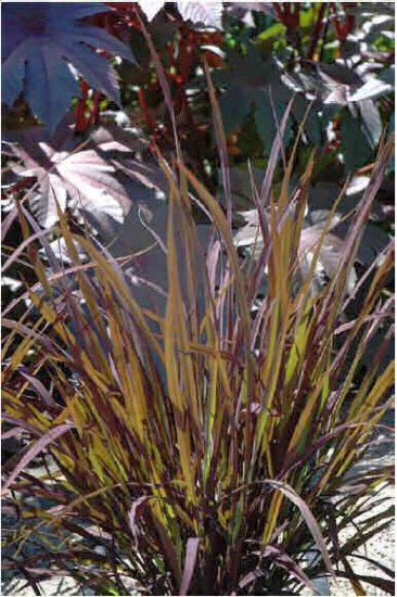 ORYZA Black Madras ORNAMENTAL GRASS Annual SEEDS