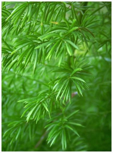 EMERALD FEATHER Asparagus sprengeri ANNUAL seeds