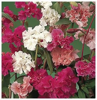 DELIGHTFUL Annual Clarkia Double Mixed SEED