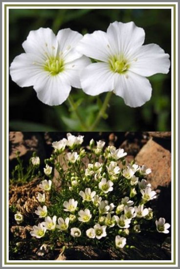 PERENNIAL Mountain Sandwort CREEPING PLANT Seeds