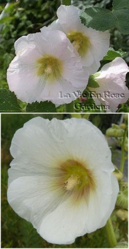 Historic HOLLYHOCK 'CAMEO' BIENNIAL Alcea Seeds