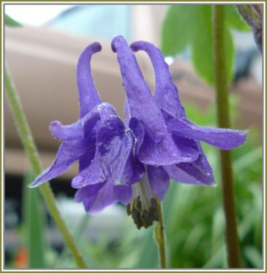 COLUMBINE Aquilegia 'Purple Self NOID' PERENNIAL Seeds