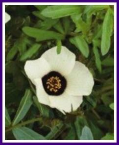 HIBISCUS 'Simply Love' ANNUAL Seeds