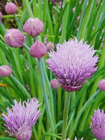 GREAT IN SALADS Chives ALLIUM Perenial SEEDS