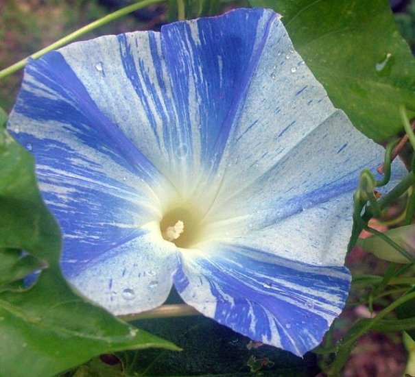 Showy FLYING SAUCERS Morning Glory VINE seeds ANNUAL