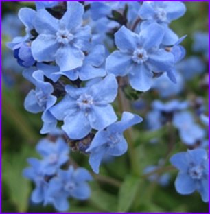 EASY & FAST GROWING Chinese Forget Me Not ANNUAL Seed