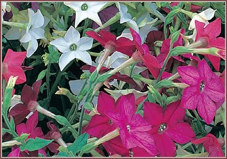Star-shaped Nicotiana Sensation MIXED Annual Seed