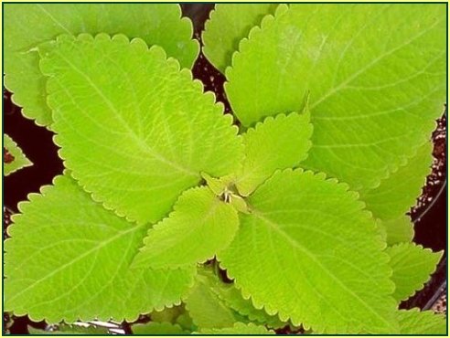 HUGE Coleus 'Giant Exhibition Limelight' ANNUAL Seeds