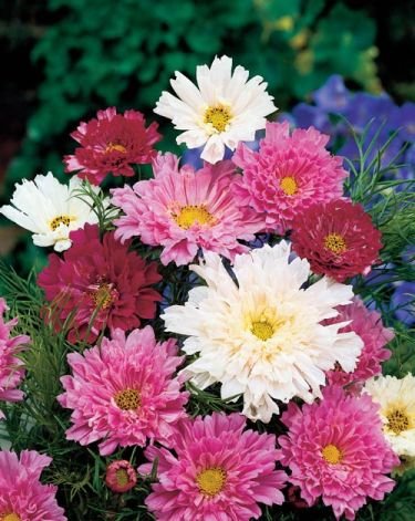FULLY DOUBLE & semi Cosmos 'Double Click' ANNUAL Seeds