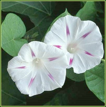 Gorgeous on Trellis MORNING GLORY Milky Way VINE Seeds
