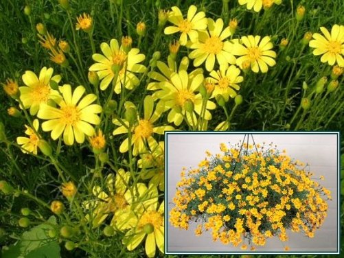 GREAT FOR HANGING BASKETS Thymophylla ANNUAL Seeds