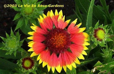 Long-Blooming GAILLARDIA 'Goblin' PERENNIAL Seeds