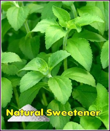 NATURAL SWEETENER Stevia Tender Perennial SEED