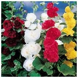 Hollyhock 'Chaters Double Mixed' (Althaea rosea) BIENNIAL