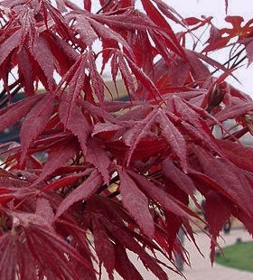 Japanese Red Maple TREE Seeds EXCELLENT for Bonsai