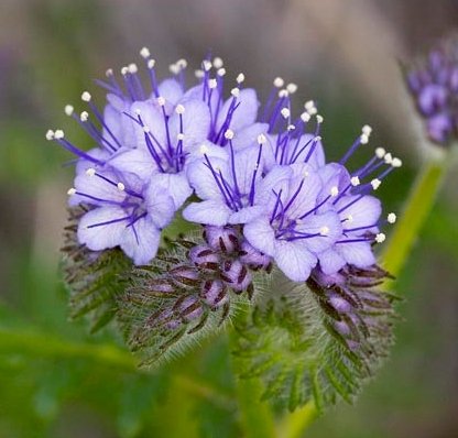 STUNNING BLOOMS Phacelia tanacetifolia ANNUAL seeds