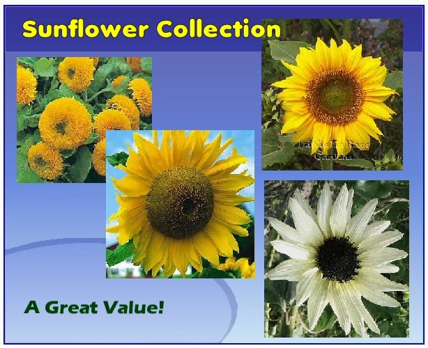 SUNFLOWER Seeds collection 4 Wonderful varieties SAVE 40%