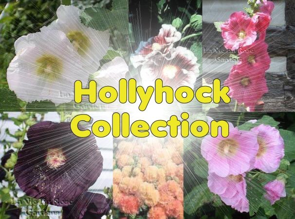 SAVE over 40% COLLECTION of 6 HOLLYHOCK Seeds varieties