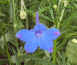 NEVER B4 OFFERED - Dwarf Larkspur GENTIAN BLUE Annual