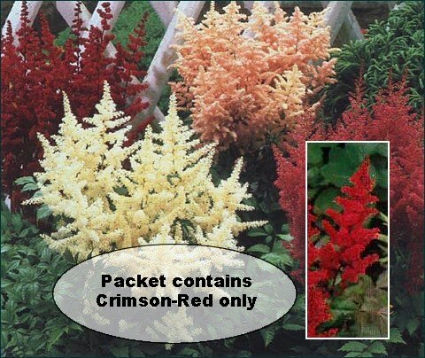 LACY PLUMES Astilbe Arendssii 'BELLA' Perennial SEEDS