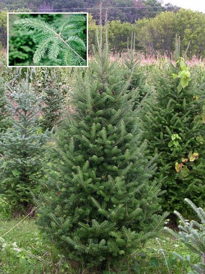 BALSAM FIR Tree SEEDS Excellent for Landscaping!