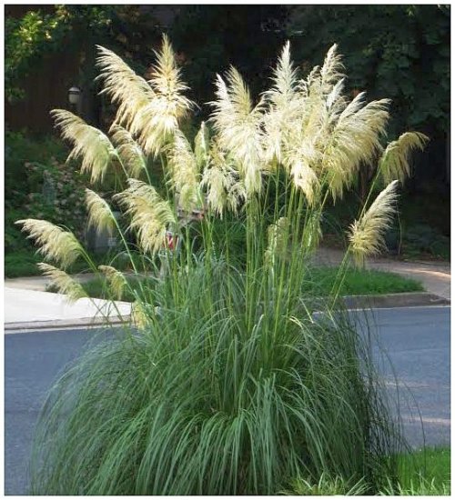 Pampas Plume WHITE (Cortaderia selloana) Seeds