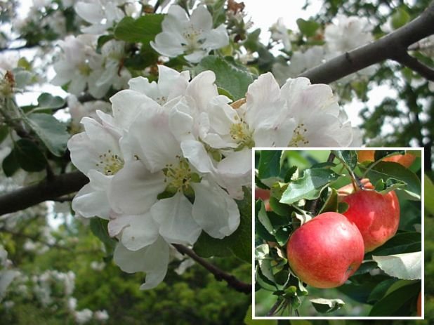 Common Apple Tree (Malus domestica) Seeds