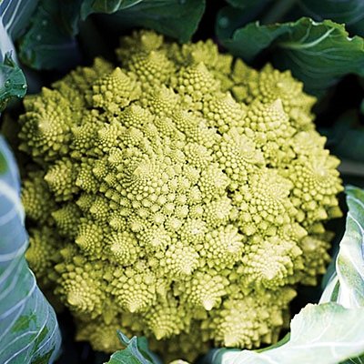 LIME-GREEN SPICKED Califlower 'Veronica Hybrid' SEEDS